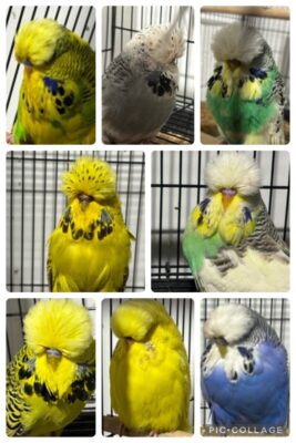 B11 Sell Out, Jack Brink Budgies, Jack Brink Budgerigars