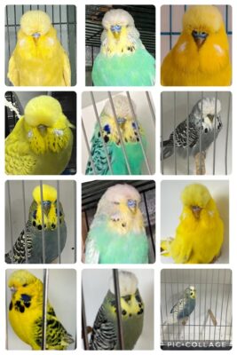 BSSA Bird Auction, BSSA Auction 26 2024