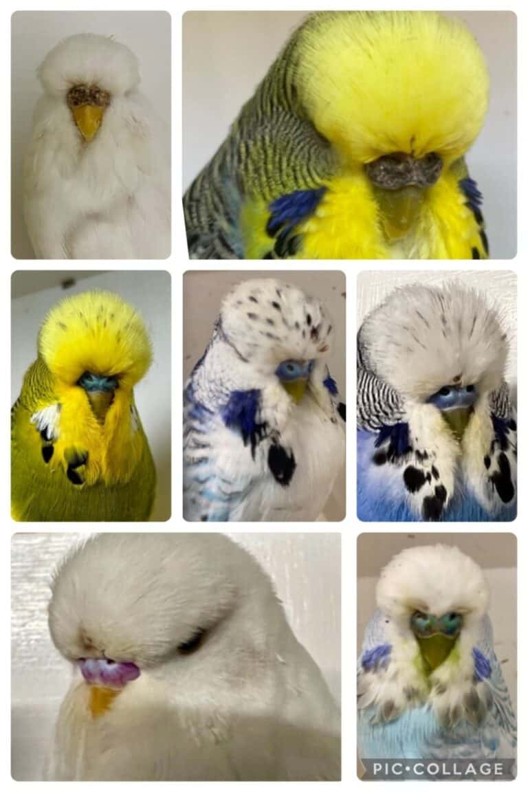 Clyde Fundraising Auction 2, Clyde Budgerigar Society