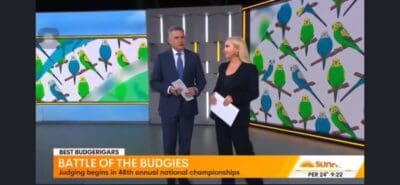 Sunrise Budgie Cross, Budgies in the media