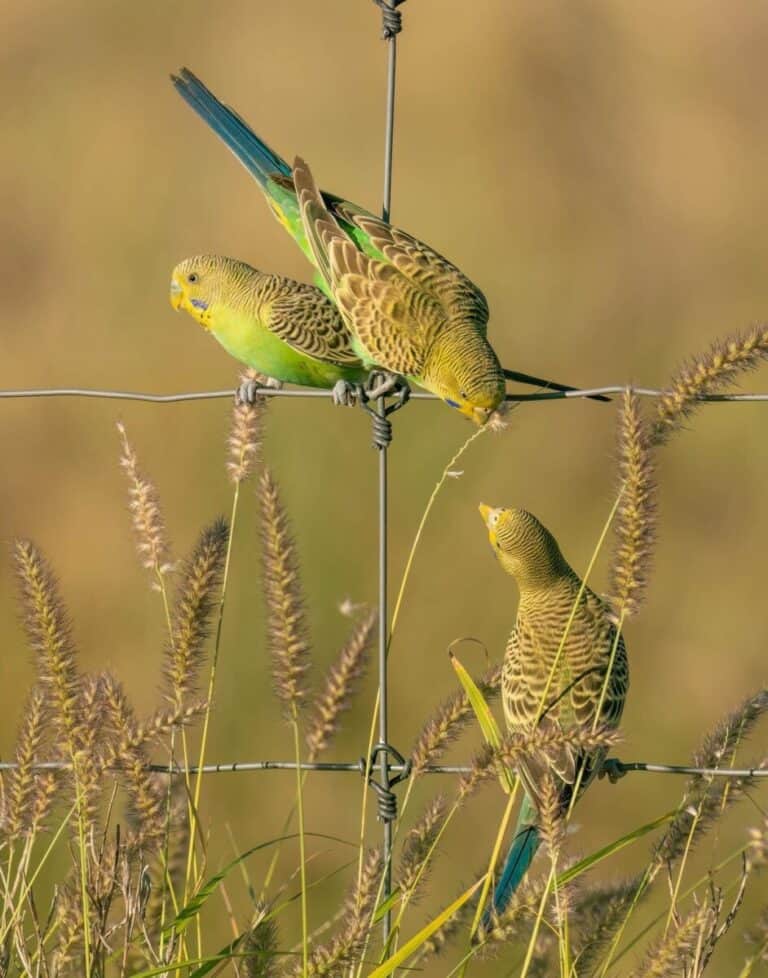 Wild Budgerigars, Budgies on a fence, budgies in the wild