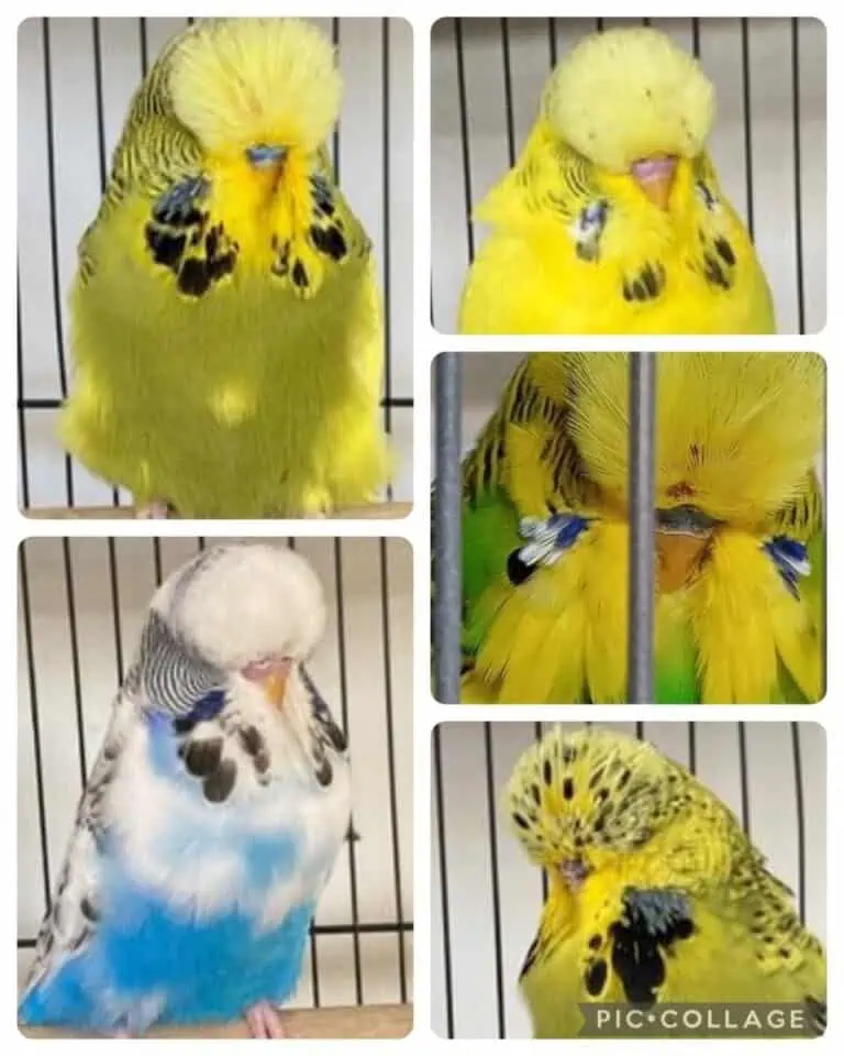 Wynnum Redlands Online Budgie Auction 1 for 2024