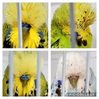 Matthew Troy 28 2024, Matthew Troy Budgerigars