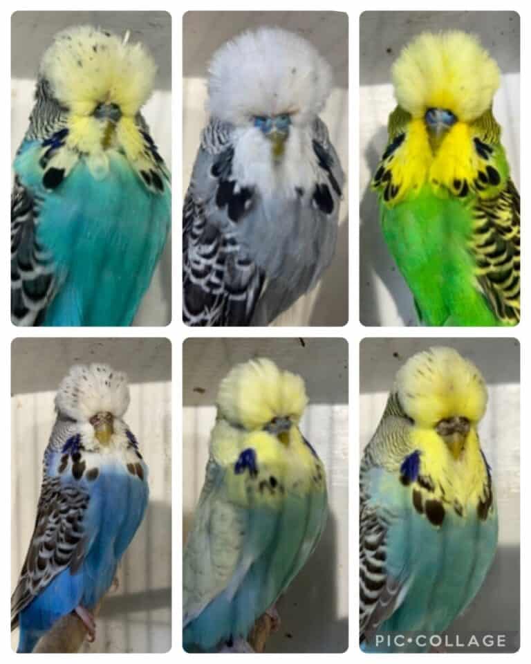 Zoe & Lee Payne Budgerigar Auction