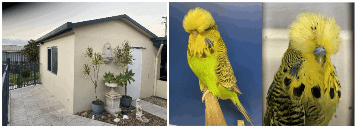 Michael Pace Budgerigar Breeder