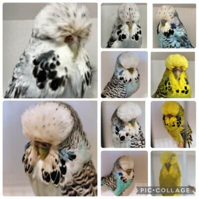 BSSA Auction 32 2025