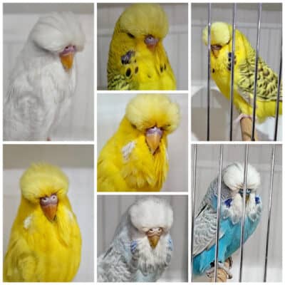 Eric Whitton Variety Auction 2026