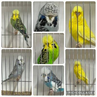 SIN Budgies Auction 2026