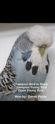 Budgerigar Show Image 1