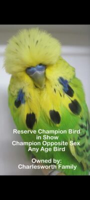 Budgerigar Show Image 2