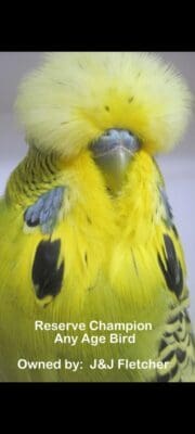Budgerigar Show Image 3