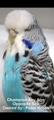 Budgerigar Show Image 4