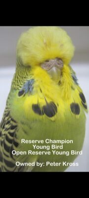Budgerigar Show Image 5