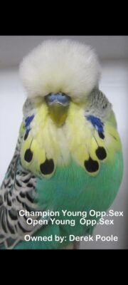 Budgerigar Show Image 6