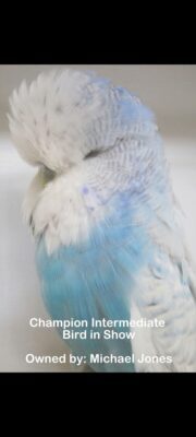 Budgerigar Show Image 7
