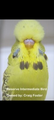 Budgerigar Show Image 8