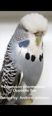Budgerigar Show Image 9