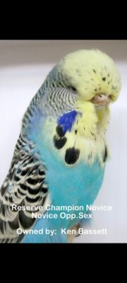 Budgerigar Show Image 11