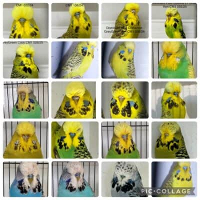 BNSBS Auction March 2026