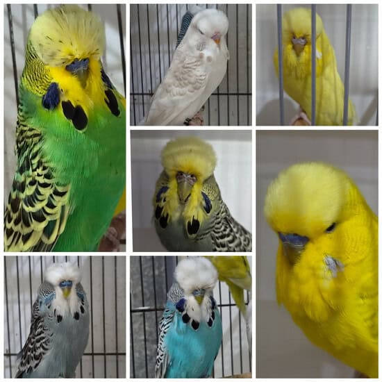 Eric Whitton Variety Auction 2026