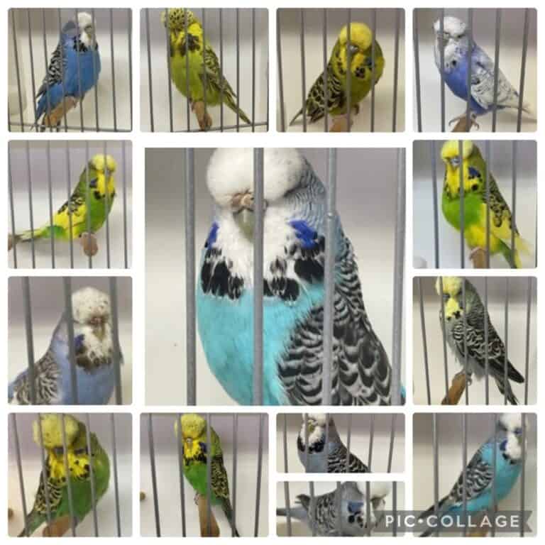 Garry & Pat Heuvel Sale 2026