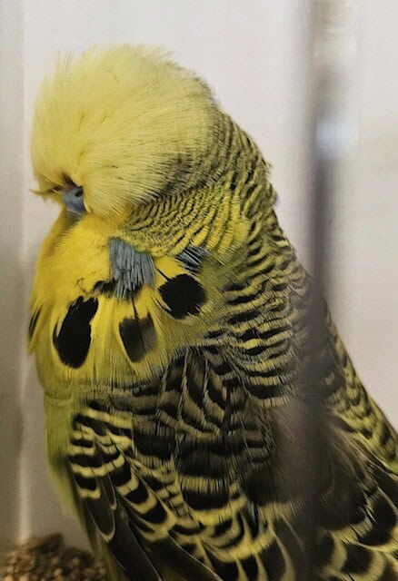 Hills Grand Champion 2026, Anthony Starcevic