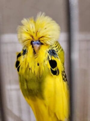 South Western Grand Champion Tony Butt