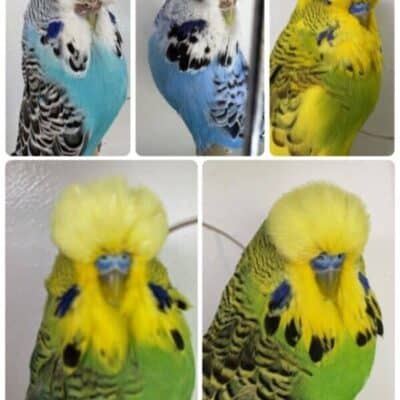 Whitney Harris Auction 2026