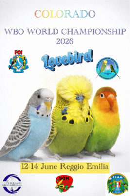 WBO Report May 2026