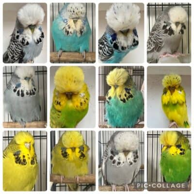 Elmir Family Auction May 2026