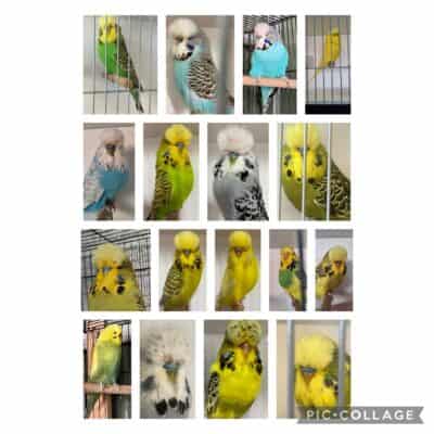 BSSA Auction 12 2026