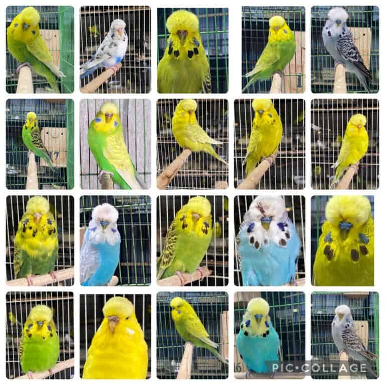Andrew & Wayne Cusack Budgerigar Auction 5 2026