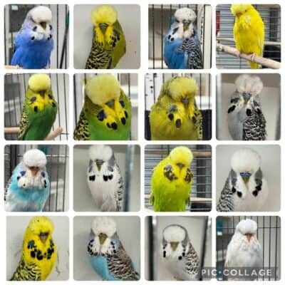 Wayne Cachia Budgerigars