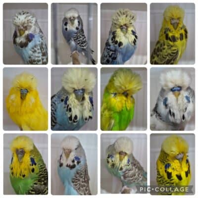 Eric Whitton Sale Birds Sept 2026