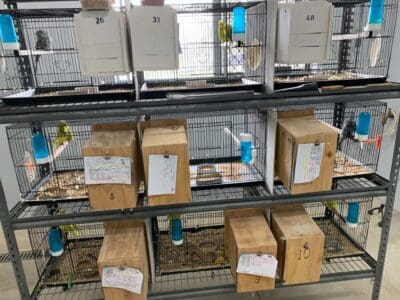 ANBC Breeder Profile Photo 1