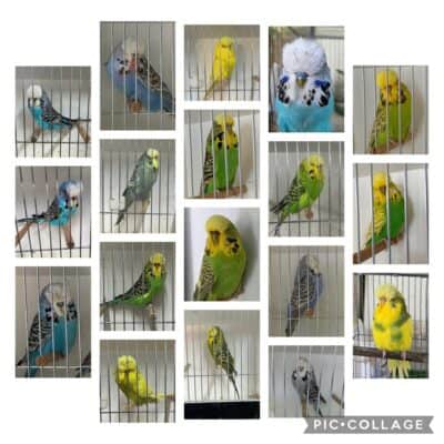 Mid State Budgerigar Auction 2026